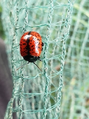 Chrysolina variolosa