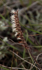 Holothrix scopularia