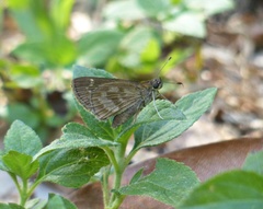 Cymaenes lepta