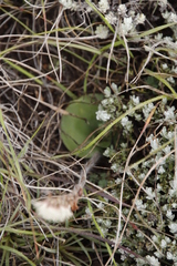 Holothrix scopularia