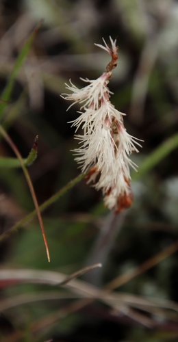 Image of Holothrix scopularia by (c) Tony Rebelo, some rights reserved (CC BY-SA)