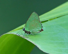 Cyanophrys herodotus