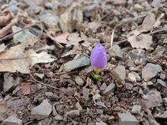 Crocus nivalis