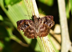 Gorgythion begga begga