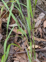 Anthoxanthum rariflorum