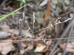 Anthoxanthum rariflorum