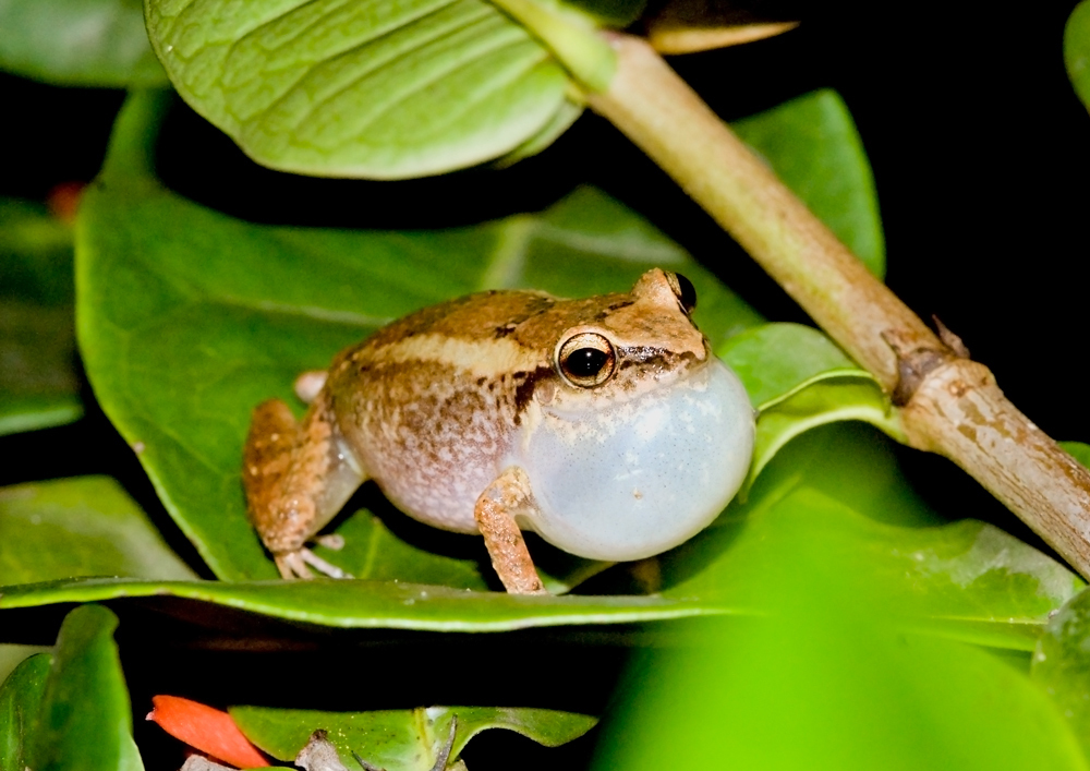 Lesser Antillean whistling frog (Eleutherodactylus johnstonei)