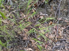 Anthoxanthum rariflorum