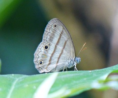 Cissia terrestris