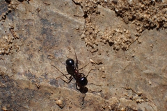 Messor marocanus