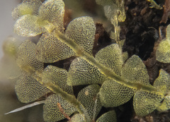 Chiloscyphus pallescens