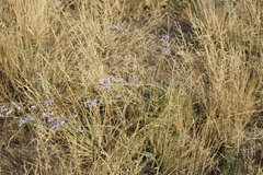 Limonium alutaceum