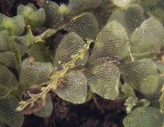 Chiloscyphus pallescens