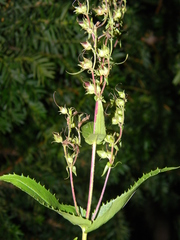 Penstemon arkansanus