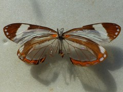 Dismorphia theucharila