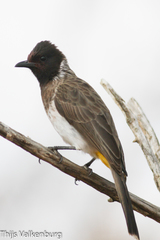 Pycnonotus barbatus dodsoni