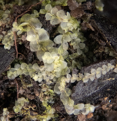 Chiloscyphus pallescens