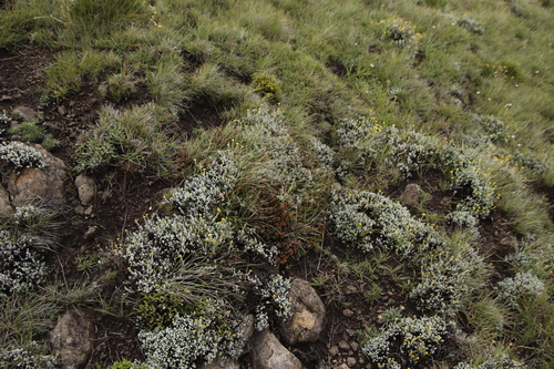 Image of Erica frigida by (c) Tony Rebelo, some rights reserved (CC BY-SA)