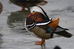 Aix galericulata