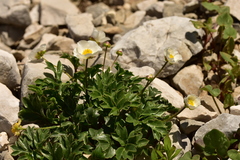 Ranunculus seguieri seguieri