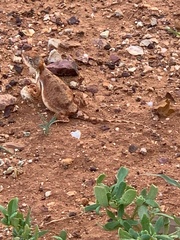 Tympanocryptis intima