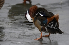 Aix galericulata