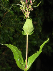 Penstemon arkansanus