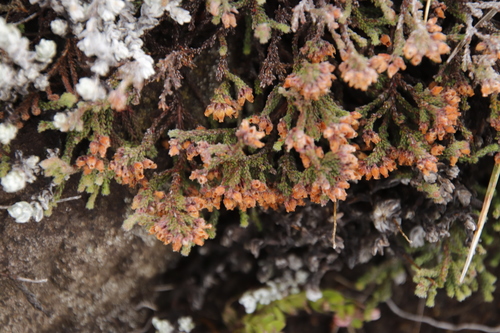 Image of Erica frigida by (c) Tony Rebelo, some rights reserved (CC BY-SA)
