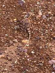 Tympanocryptis intima