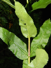 Penstemon arkansanus