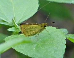 Vinius pulcherrimus