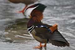 Aix galericulata