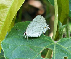Ostrinotes sophocles
