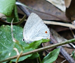 Strephonota elika