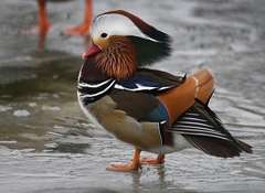 Aix galericulata