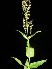Penstemon arkansanus