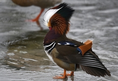 Aix galericulata
