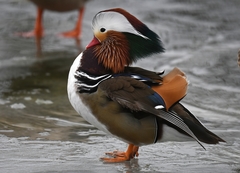 Aix galericulata