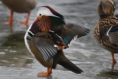 Aix galericulata