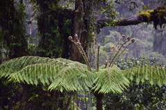 Alsophila erinacea