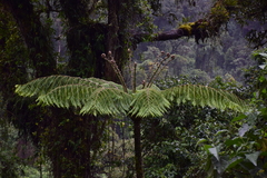 Alsophila erinacea