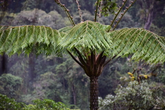 Alsophila erinacea