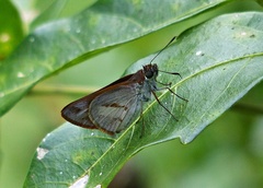 Paracarystus evansi