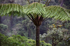 Alsophila erinacea