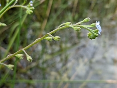 Myosotis cespitosa