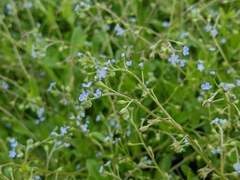 Myosotis cespitosa
