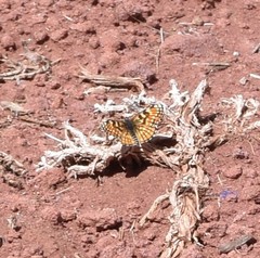 Chlosyne leanira flavodorsalis