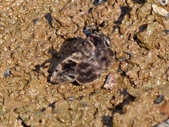 Ebrietas anacreon anacreon