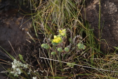 Euphorbia ericoides