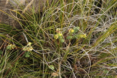 Euphorbia ericoides